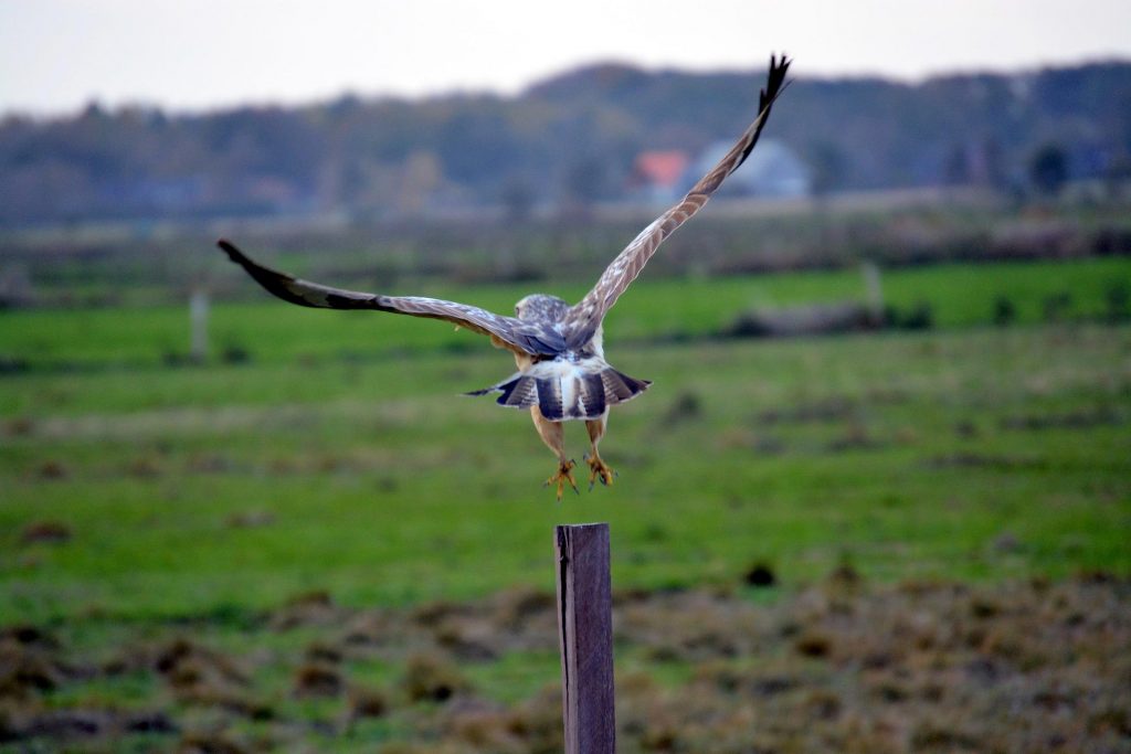 Bussard kurz vor dem Abflug