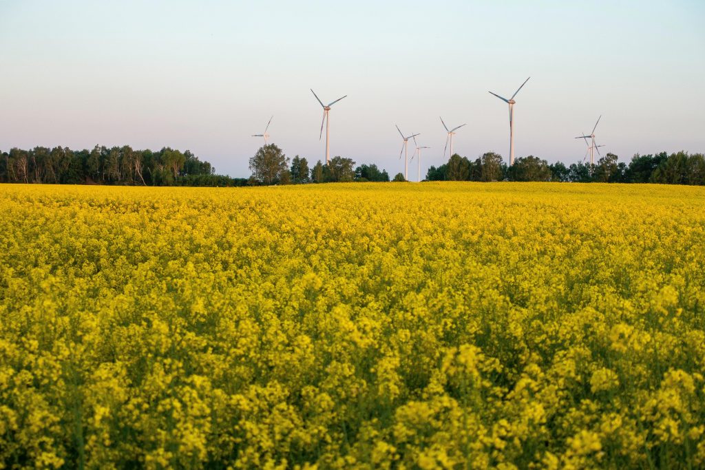 Windkraftanlagen am Horizont mit blühendem Feld im Vordergrund