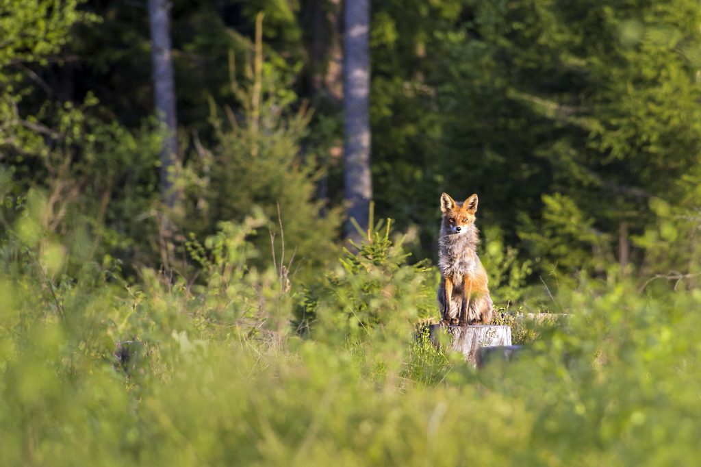 Fuchs sitzt auf einem Baumstumpf im Wald